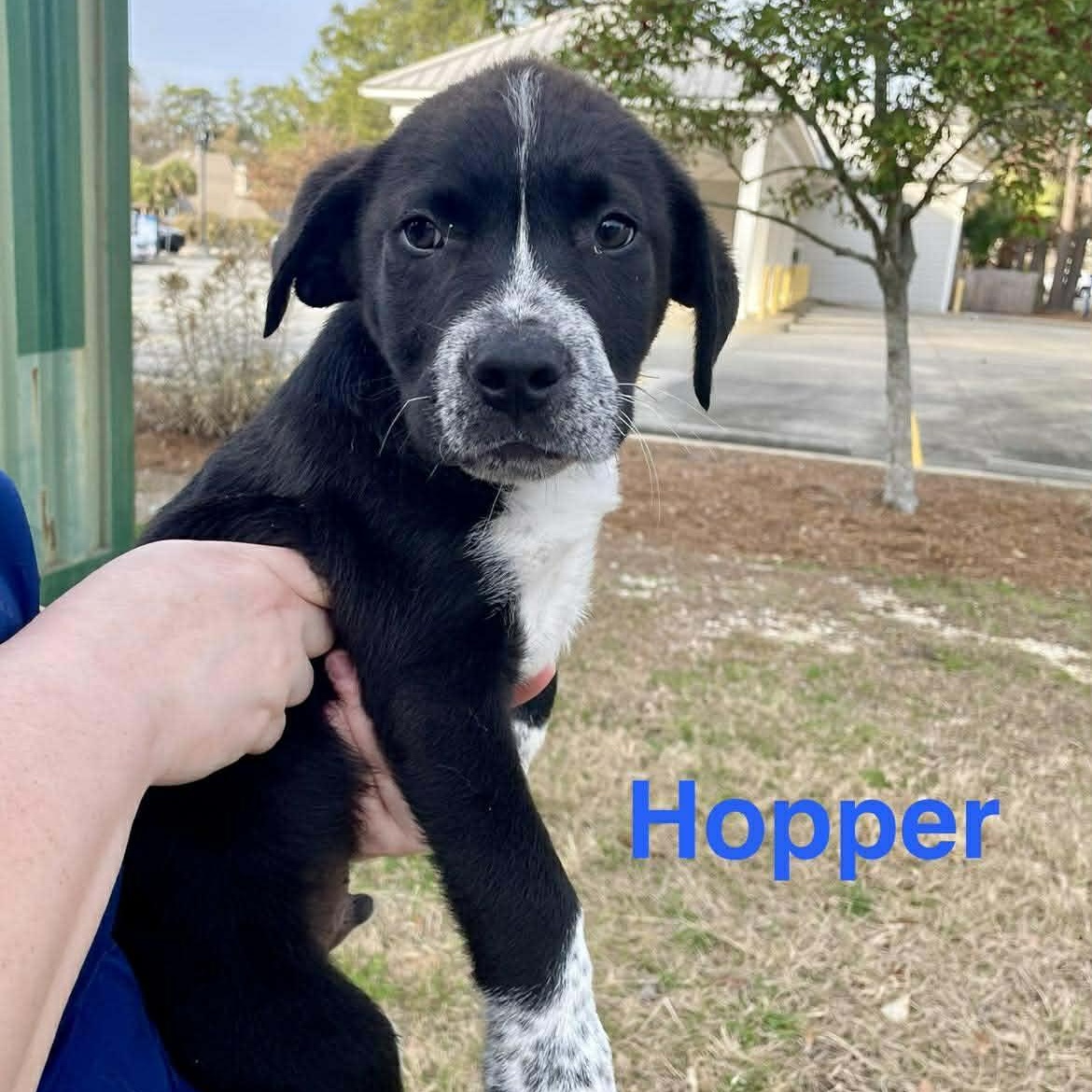 Enlarge HOPPER, an adopted mixed breed in Madisonville, LA image 3/3