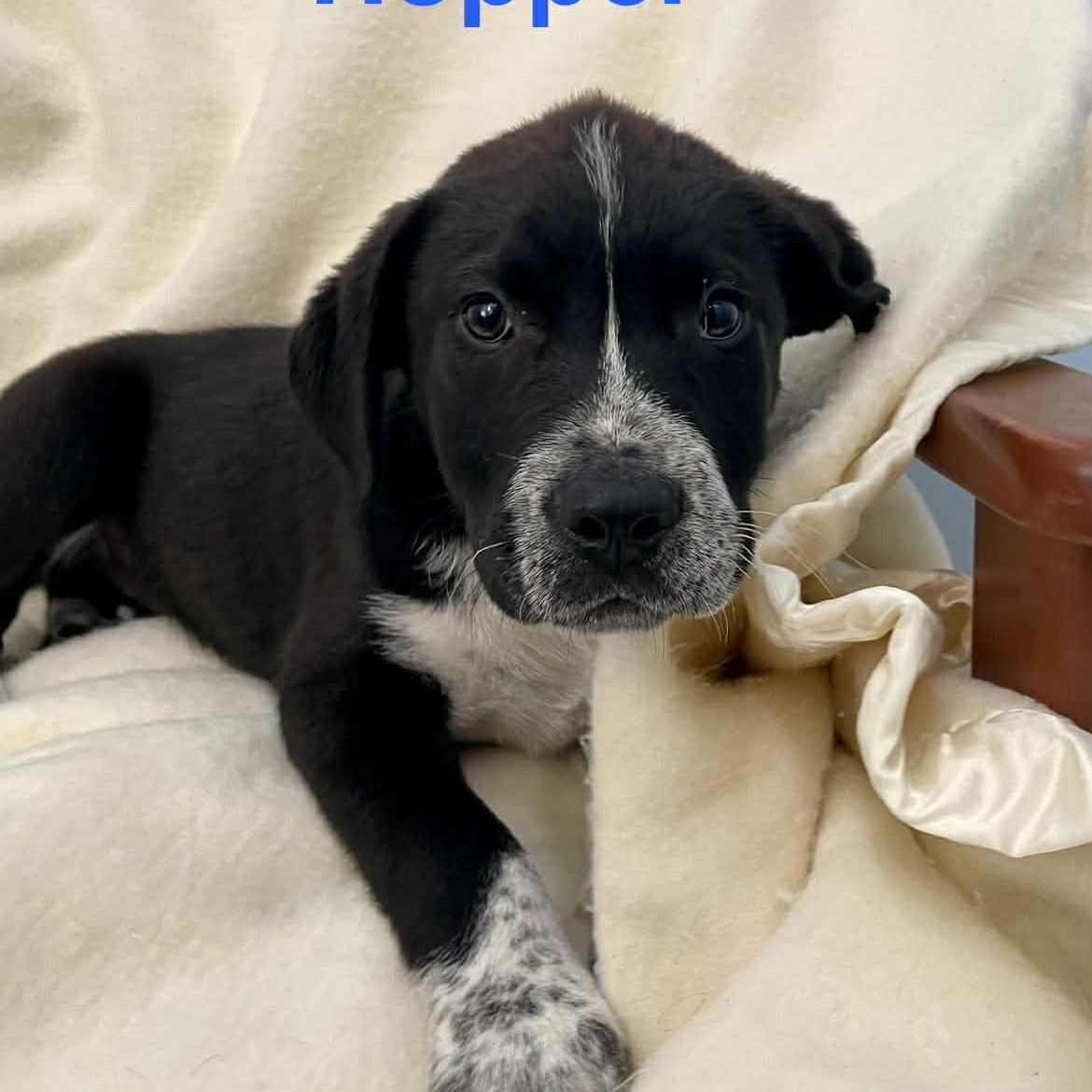 Enlarge HOPPER, an adopted mixed breed in Madisonville, LA image 2/3