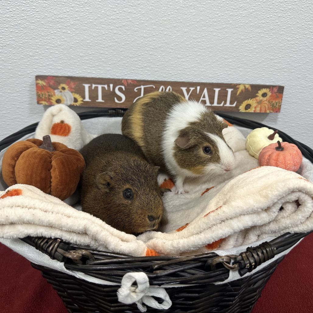 Perry, Adoptable, Young Male Guinea Pig.
