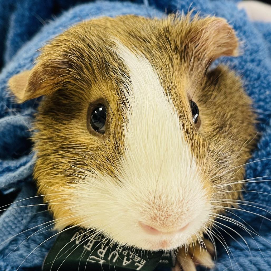 Perry, a Adoptable Guinea Pig in Albuquerque, NM image 3/3