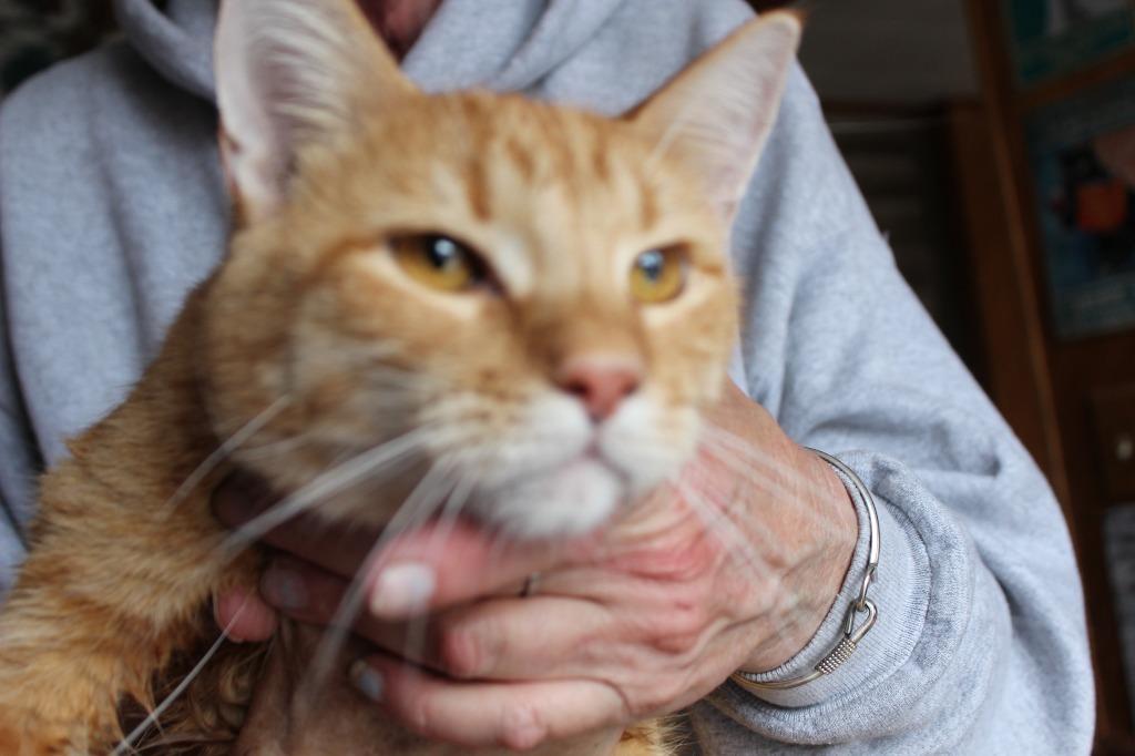 Enlarge Chipper, a Adopted mixed breed in Rice Lake, WI image 1/1
