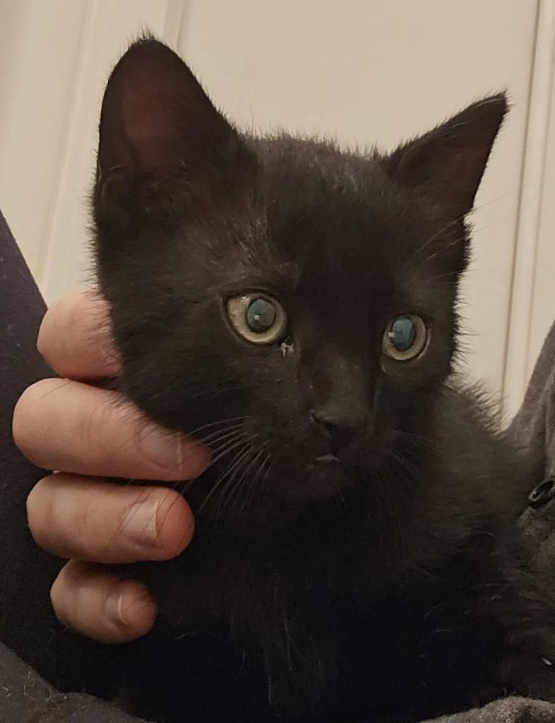 Robin, Adopted, Kitten Male Tabby.