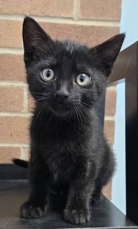 Enlarge Robin, a Adopted Tabby in Decatur, GA image 2/3