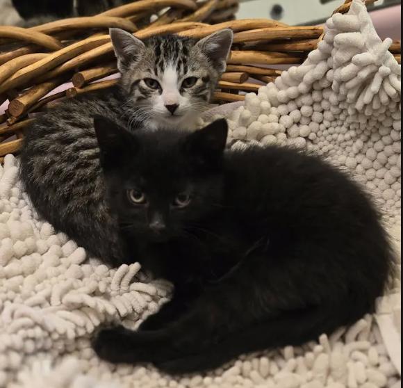 Enlarge Robin, a Adopted Tabby in Decatur, GA image 3/3