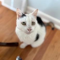 Hannah, a Adoptable Domestic Short Hair in Philadelphia, PA image 1/4