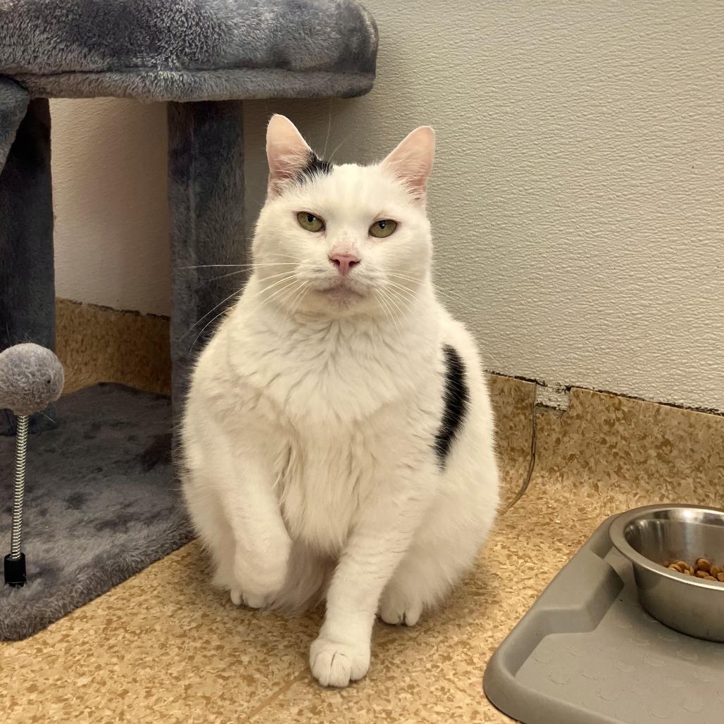 Hannah, Adoptable, Senior Female Domestic Short Hair.