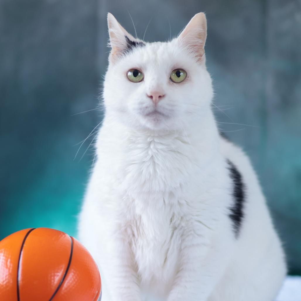 Enlarge Hannah, a Adoptable Domestic Short Hair in Philadelphia, PA image 1/6