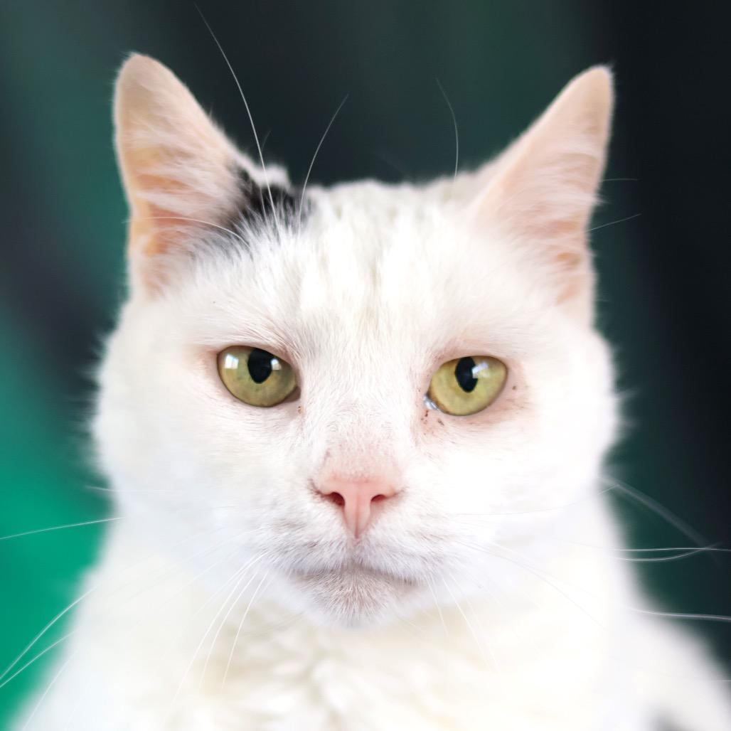 Enlarge Hannah, a Adoptable Domestic Short Hair in Philadelphia, PA image 1/6