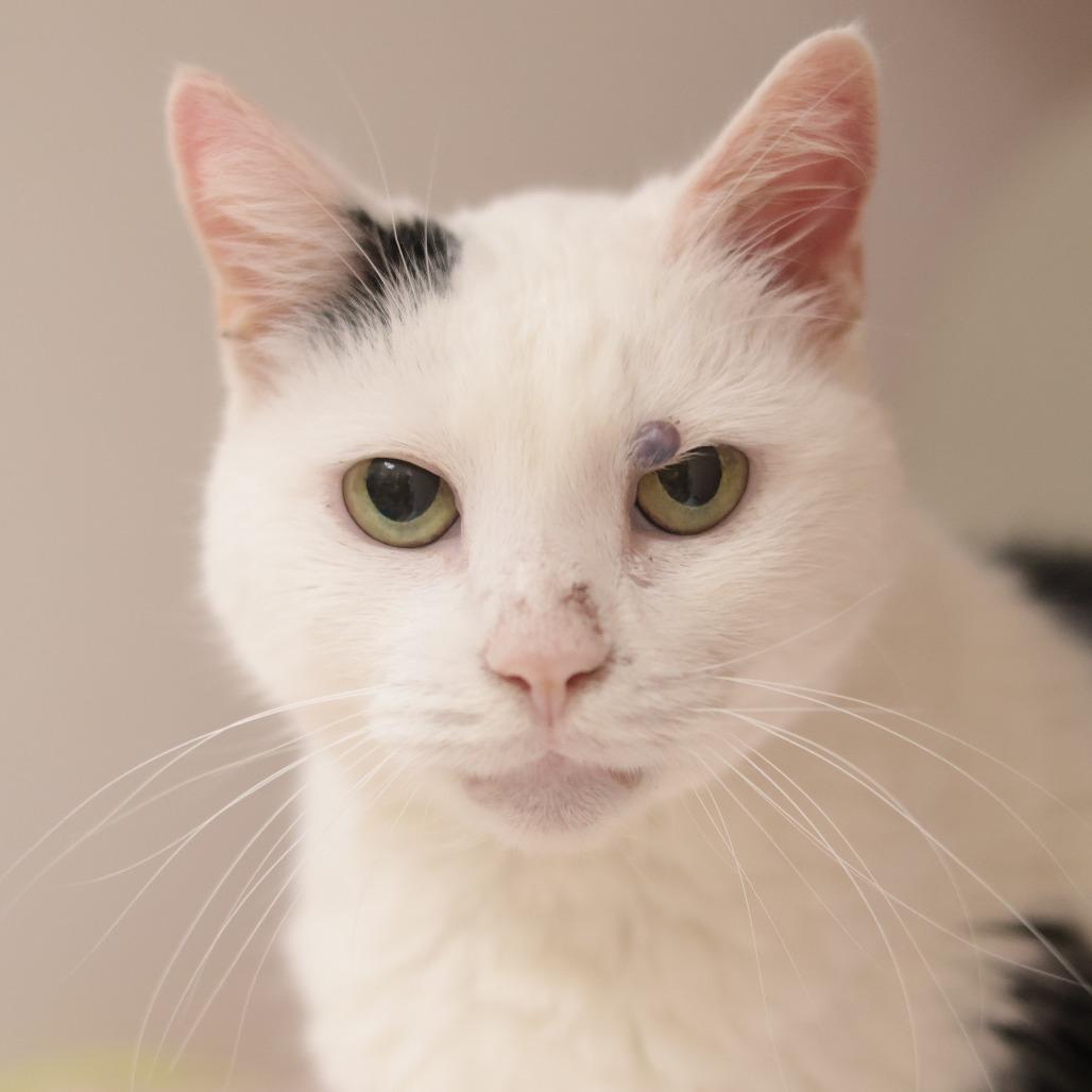 Hannah, a Adoptable Domestic Short Hair in Philadelphia, PA image 2/4