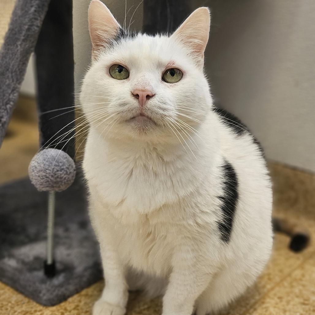 Enlarge Hannah, a Adoptable Domestic Short Hair in Philadelphia, PA image 3/6