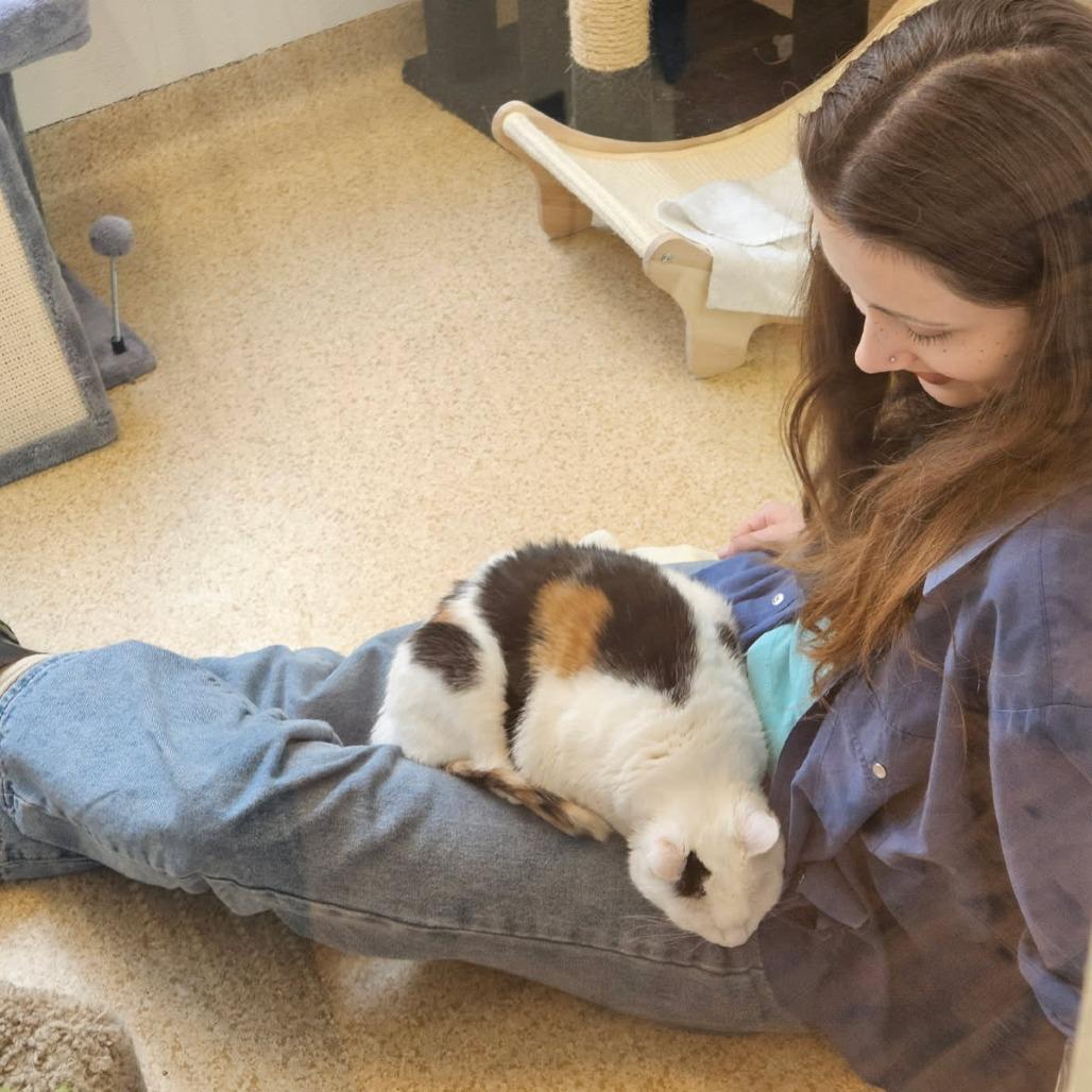 Enlarge Hannah, a Adoptable Domestic Short Hair in Philadelphia, PA image 4/6