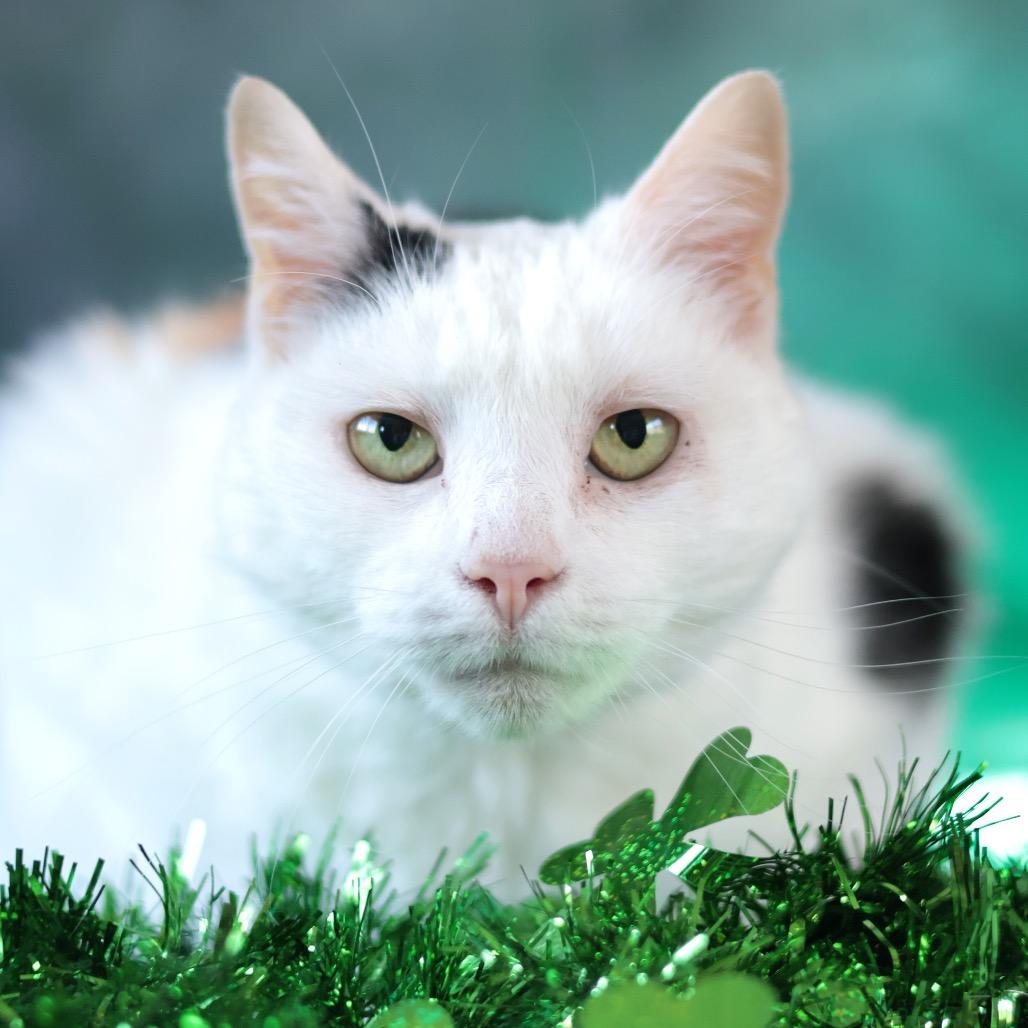 Enlarge Hannah, a Adoptable Domestic Short Hair in Philadelphia, PA image 2/6