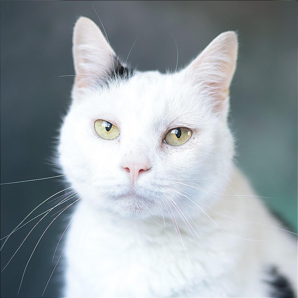 Enlarge Hannah, a Adoptable Domestic Short Hair in Philadelphia, PA image 3/6