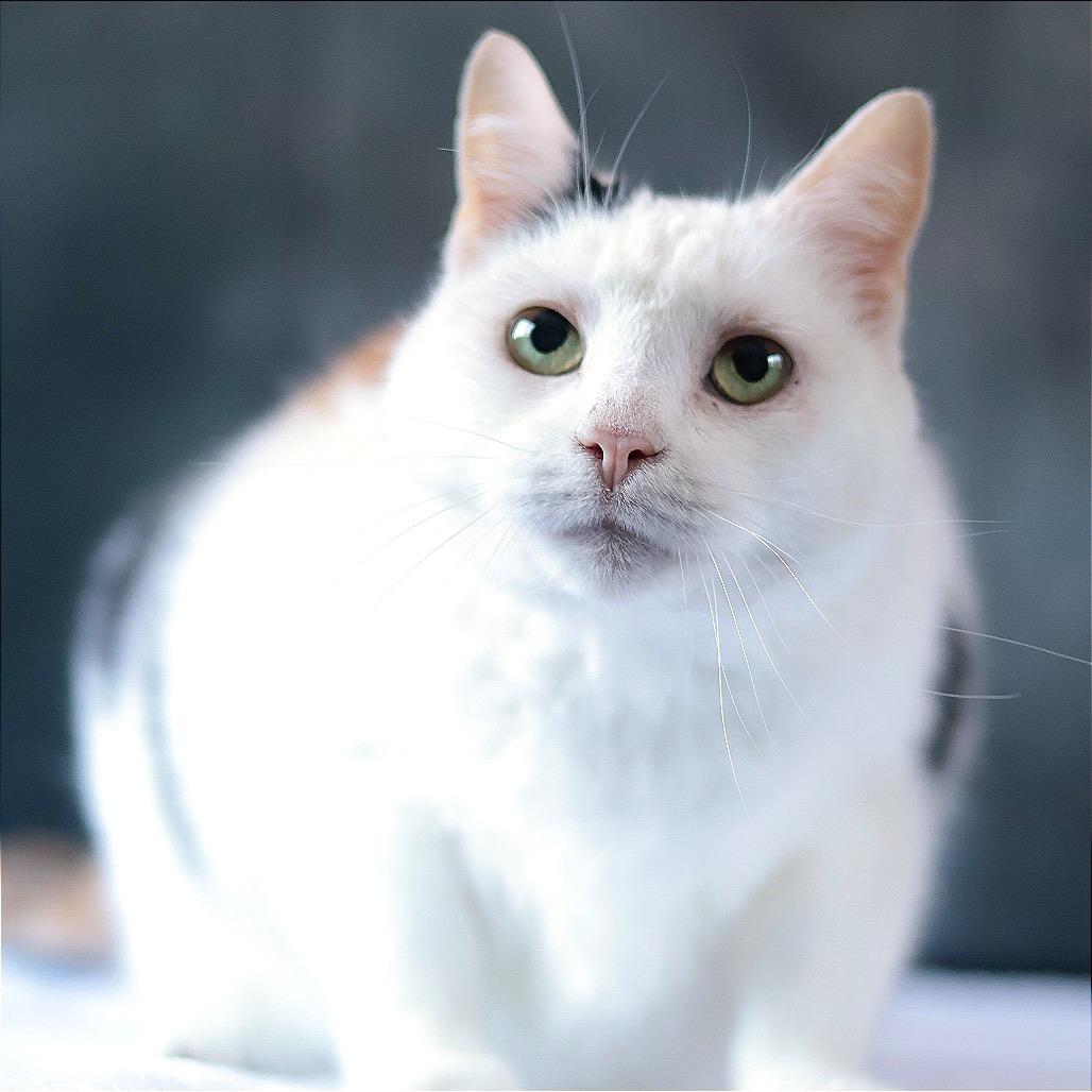 Enlarge Hannah, a Adoptable Domestic Short Hair in Philadelphia, PA image 3/6