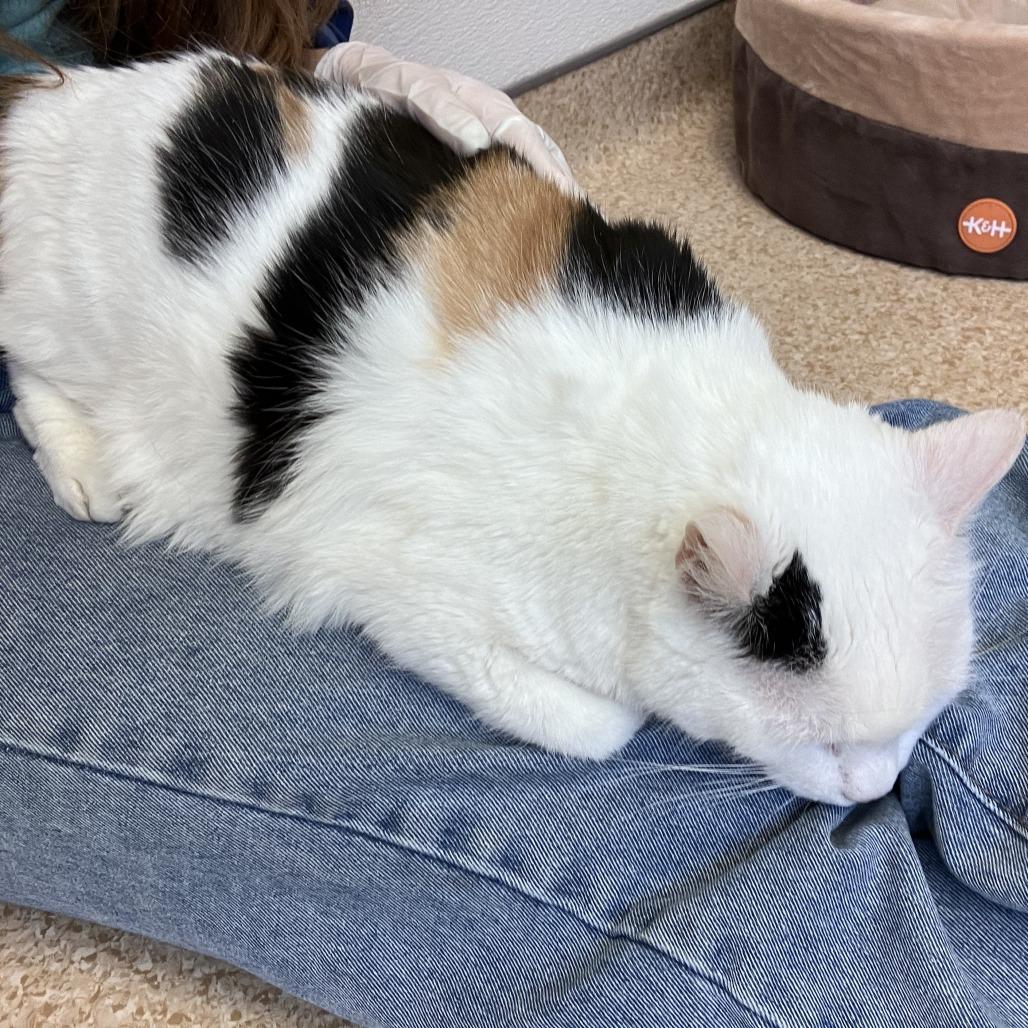 Enlarge Hannah, a Adoptable Domestic Short Hair in Philadelphia, PA image 5/6