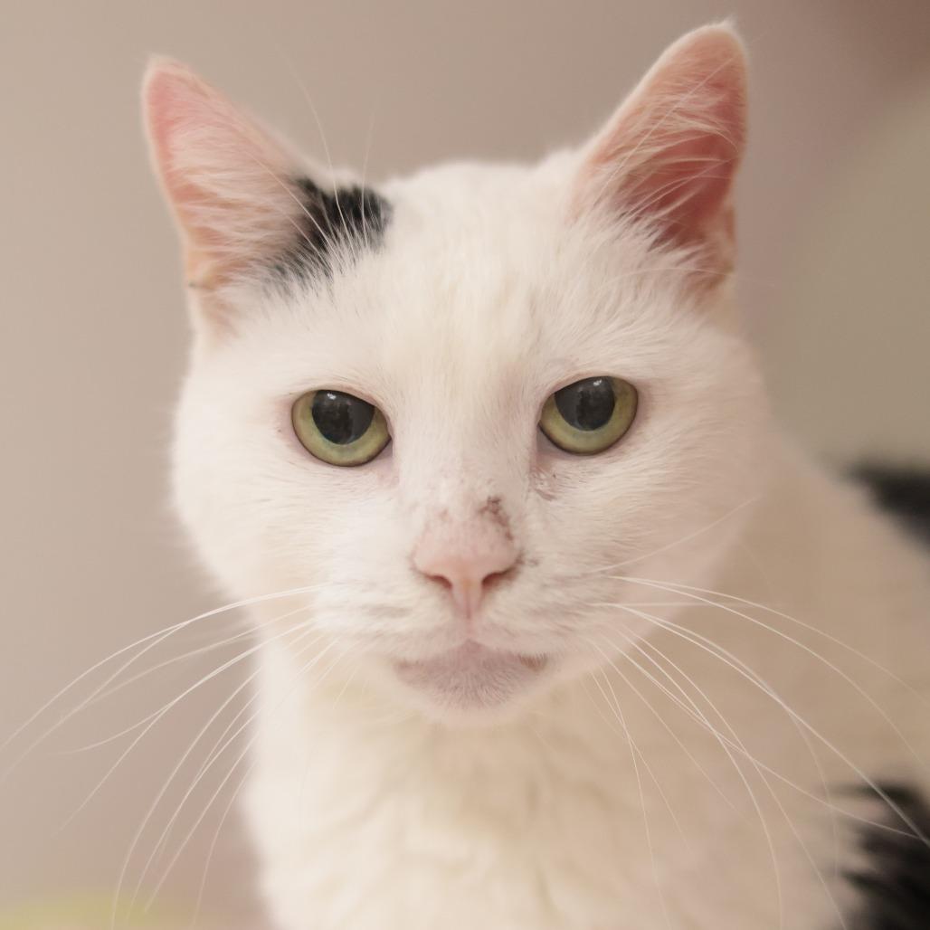 Enlarge Hannah, a Adoptable Domestic Short Hair in Philadelphia, PA image 6/6