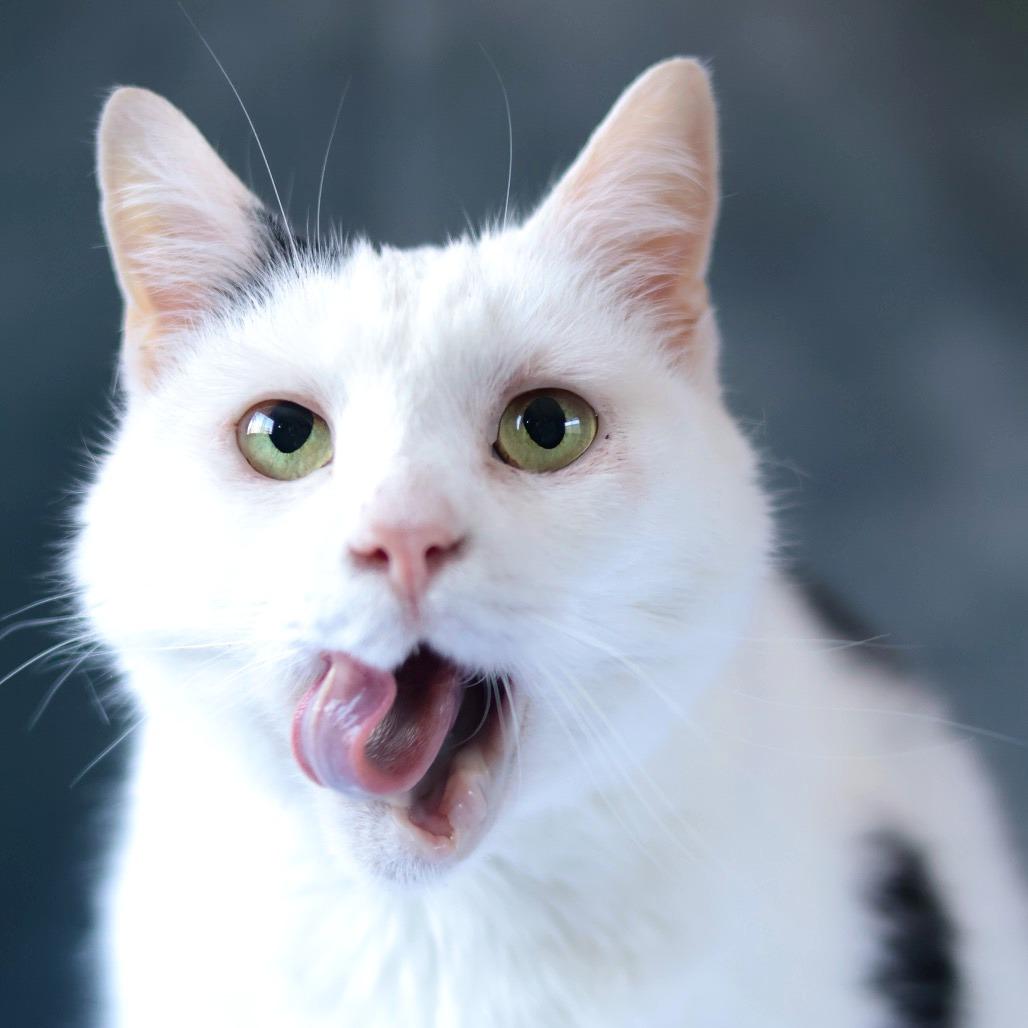 Enlarge Hannah, a Adoptable Domestic Short Hair in Philadelphia, PA image 5/6