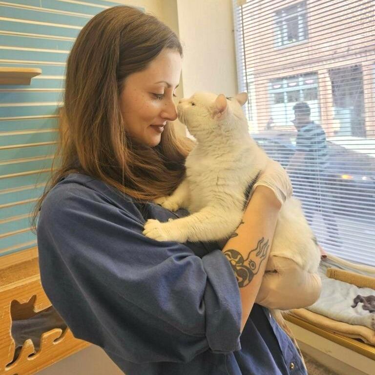 Enlarge Hannah, a Adoptable Domestic Short Hair in Philadelphia, PA image 6/6