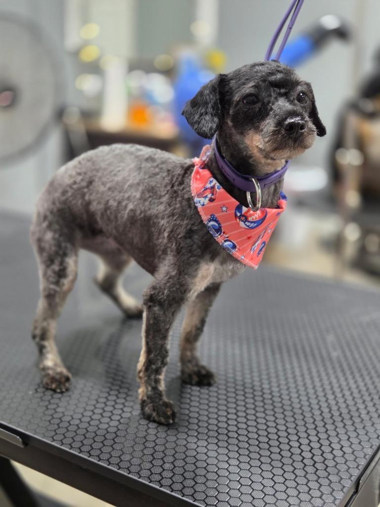 Abby, Adopted, Young Female Poodle.