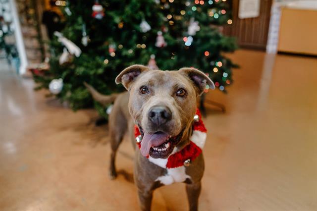 Enlarge MIG, a Adoptable mixed breed in McKinleyville, CA image 1/1