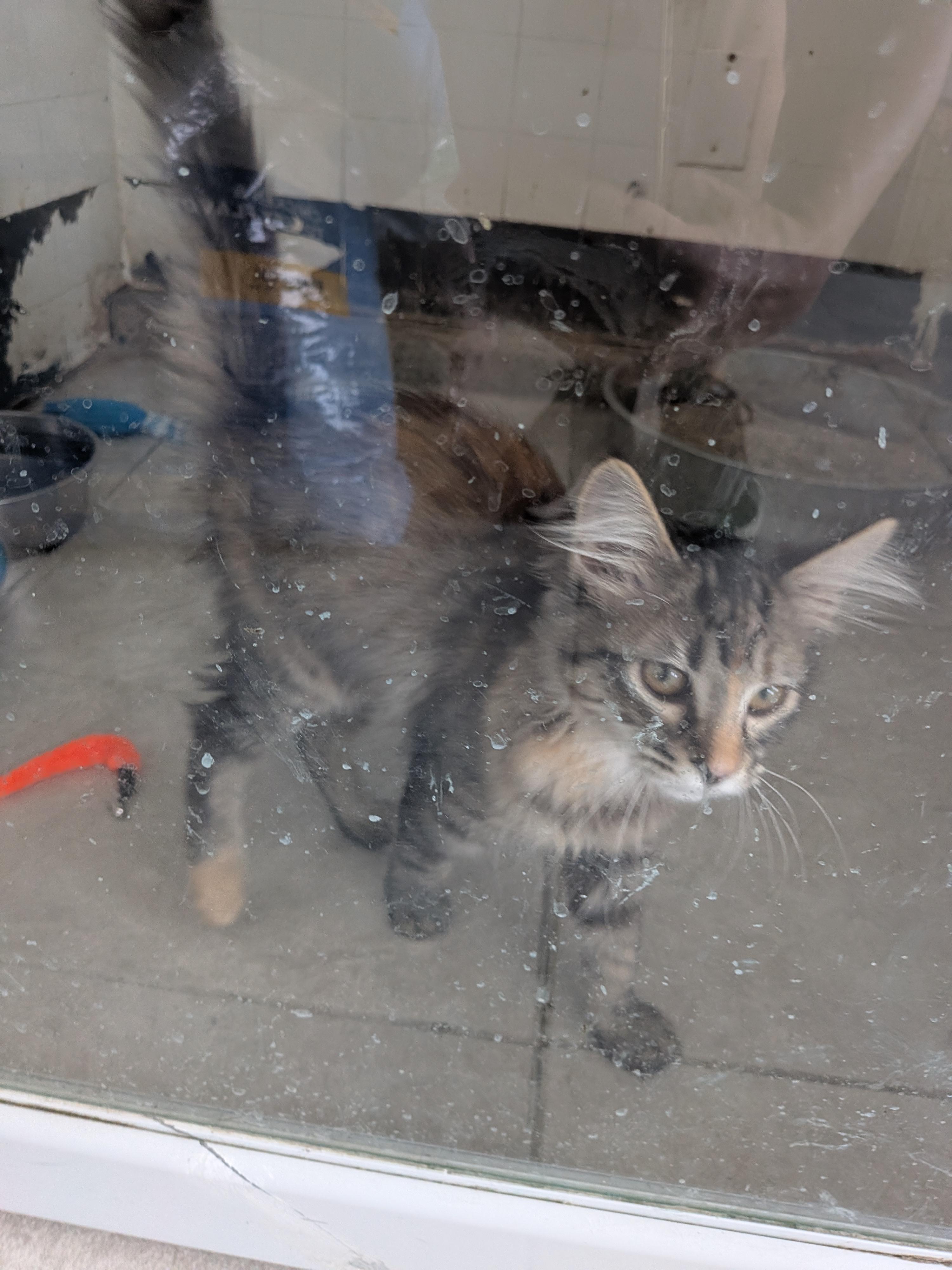 Dakota, a ADOPTABLE mixed breed in Hermiston, OR image 4/4