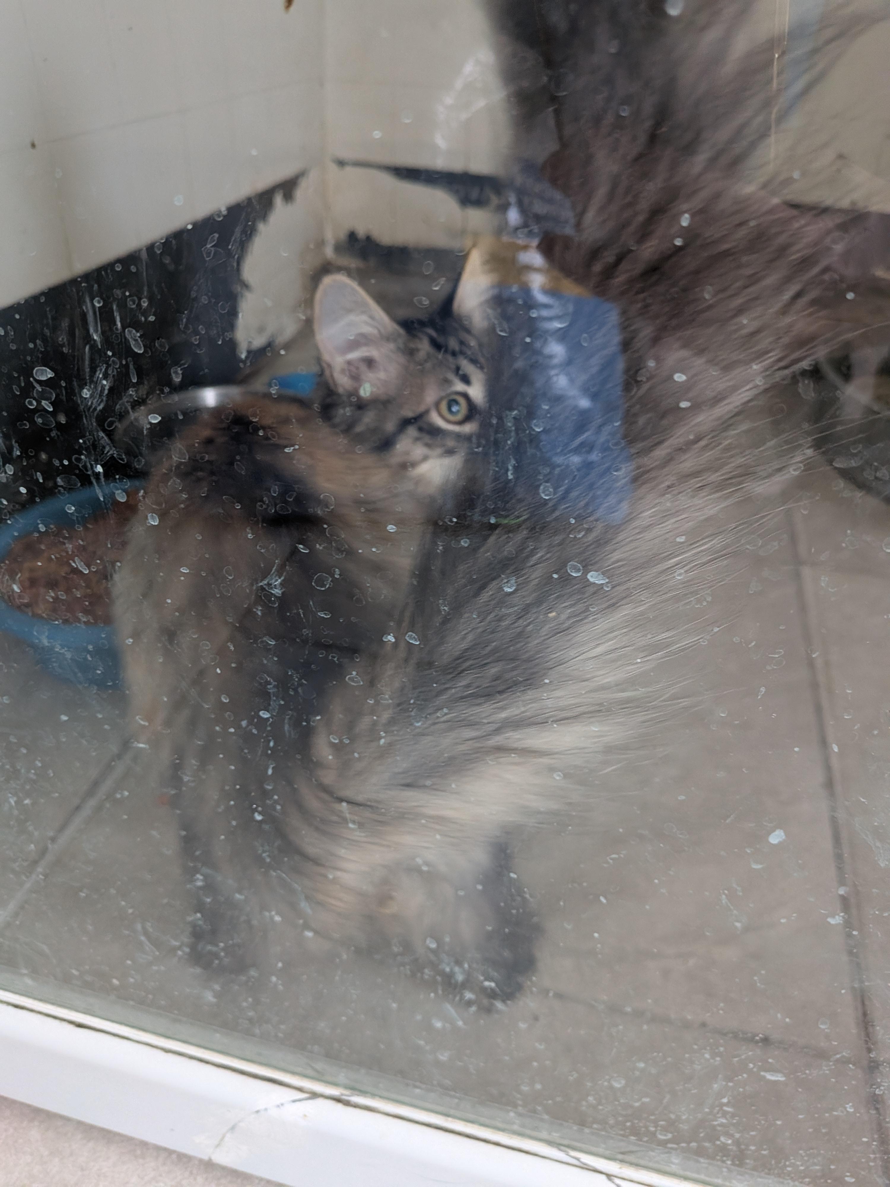 Dakota, a ADOPTABLE mixed breed in Hermiston, OR image 3/4