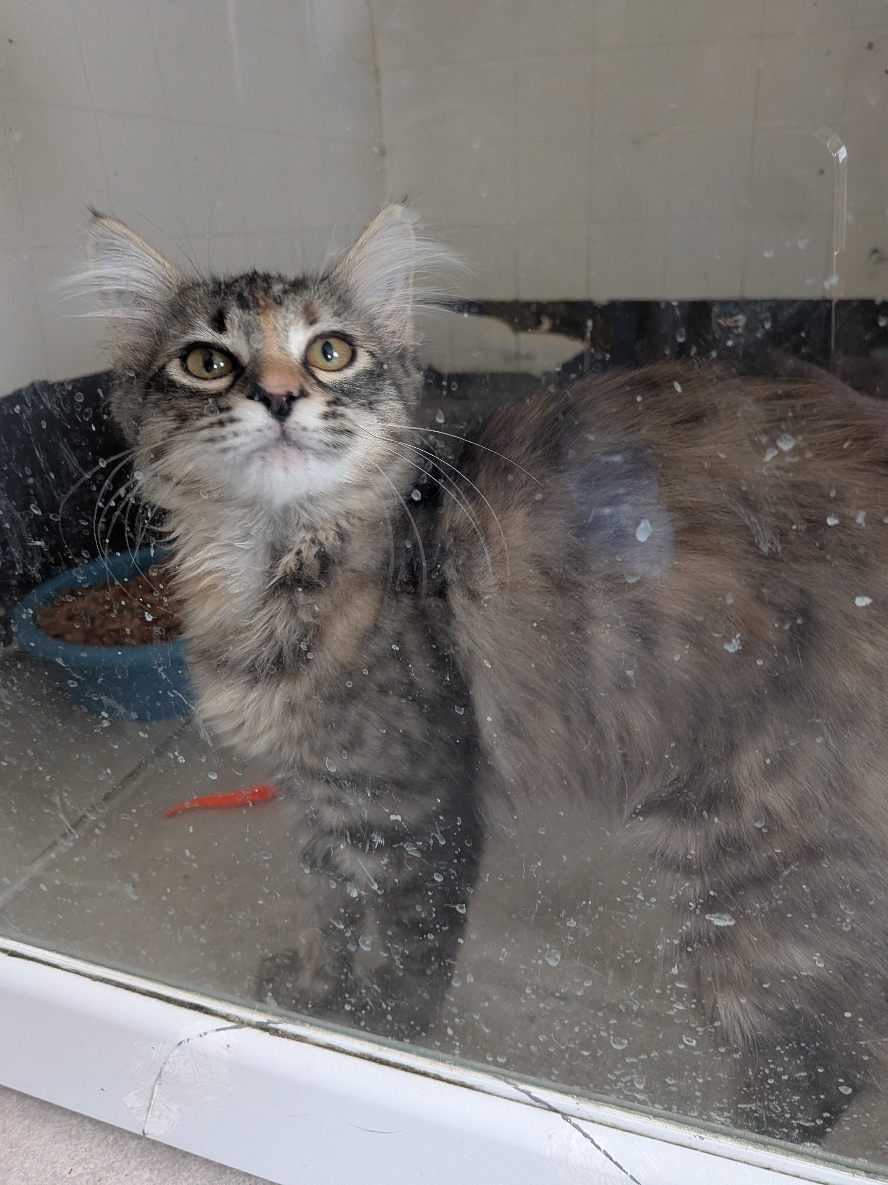 Dakota, a ADOPTABLE mixed breed in Hermiston, OR image 1/4