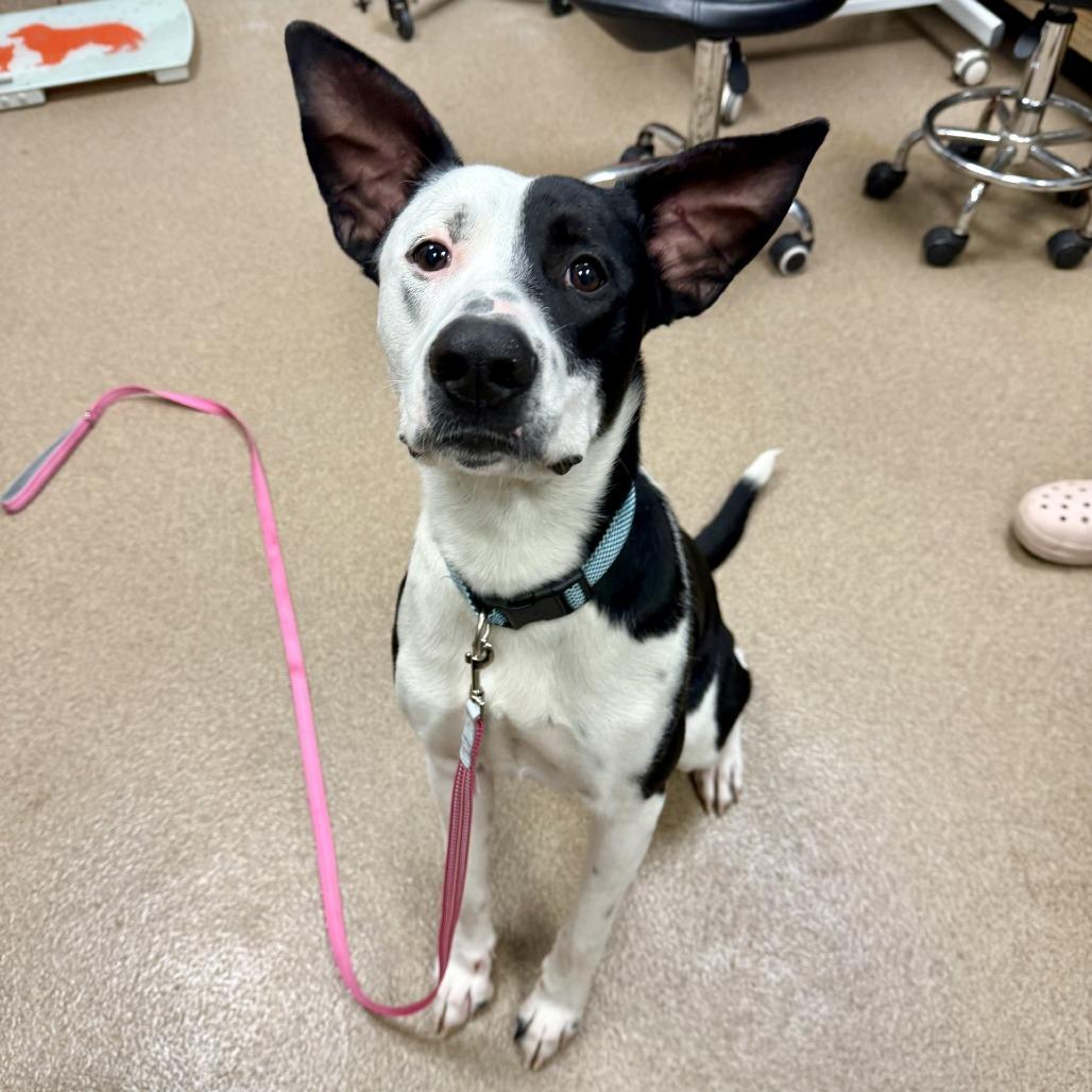 Polaroid, Adoptable, Adult Male Mixed Breed.