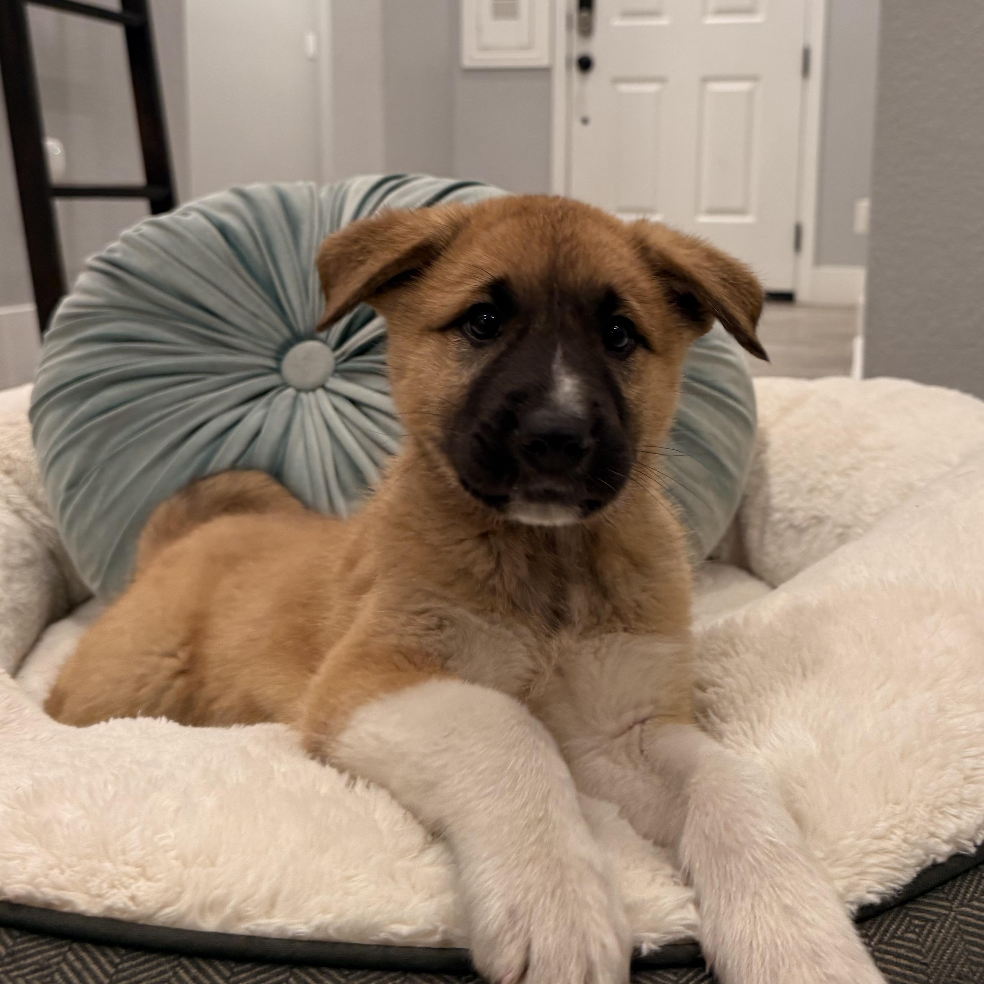 Enlarge Teddy Bear, an adopted mixed breed in Henderson, NV image 1/1