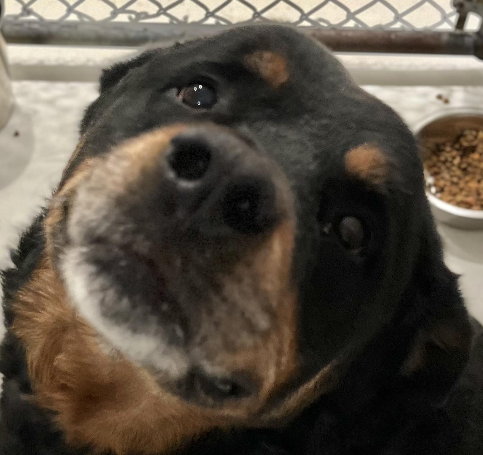 Enlarge Duke, an adopted Rottweiler in New Castle, IN image 1/1