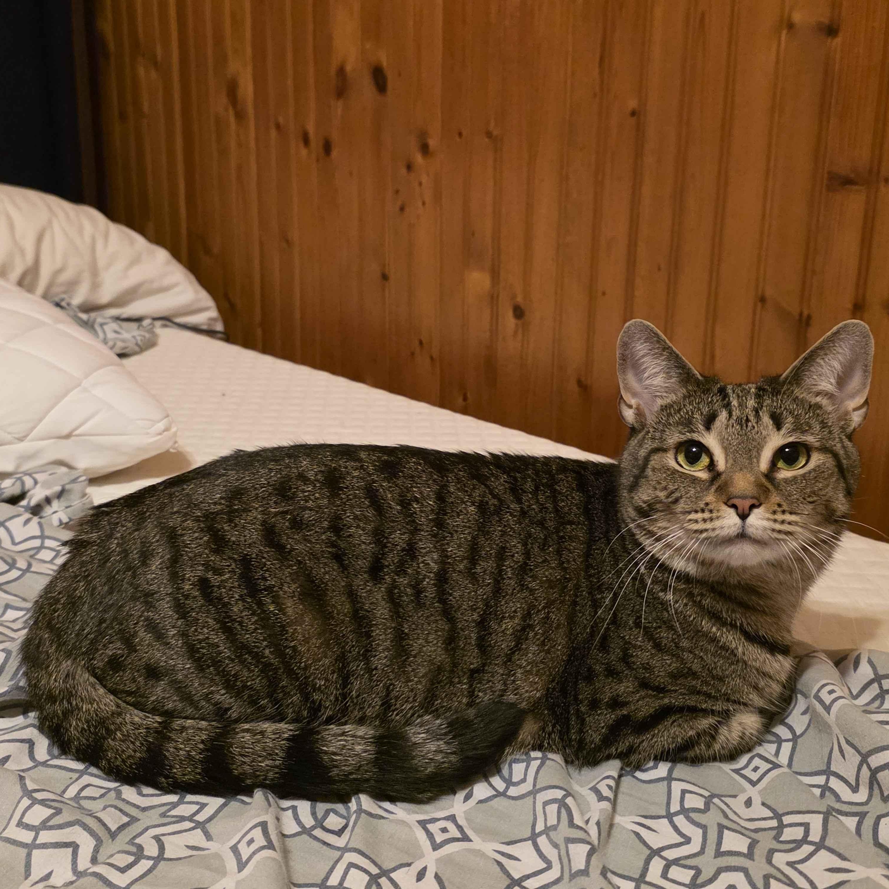 Enlarge Bellatrix, a Adoptable American Shorthair in Weehawken, NJ image 3/6