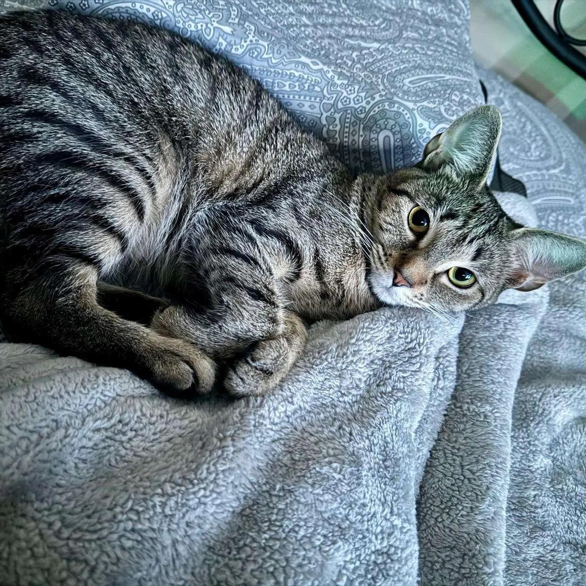 Enlarge Bellatrix, a Adoptable American Shorthair in Weehawken, NJ image 2/6