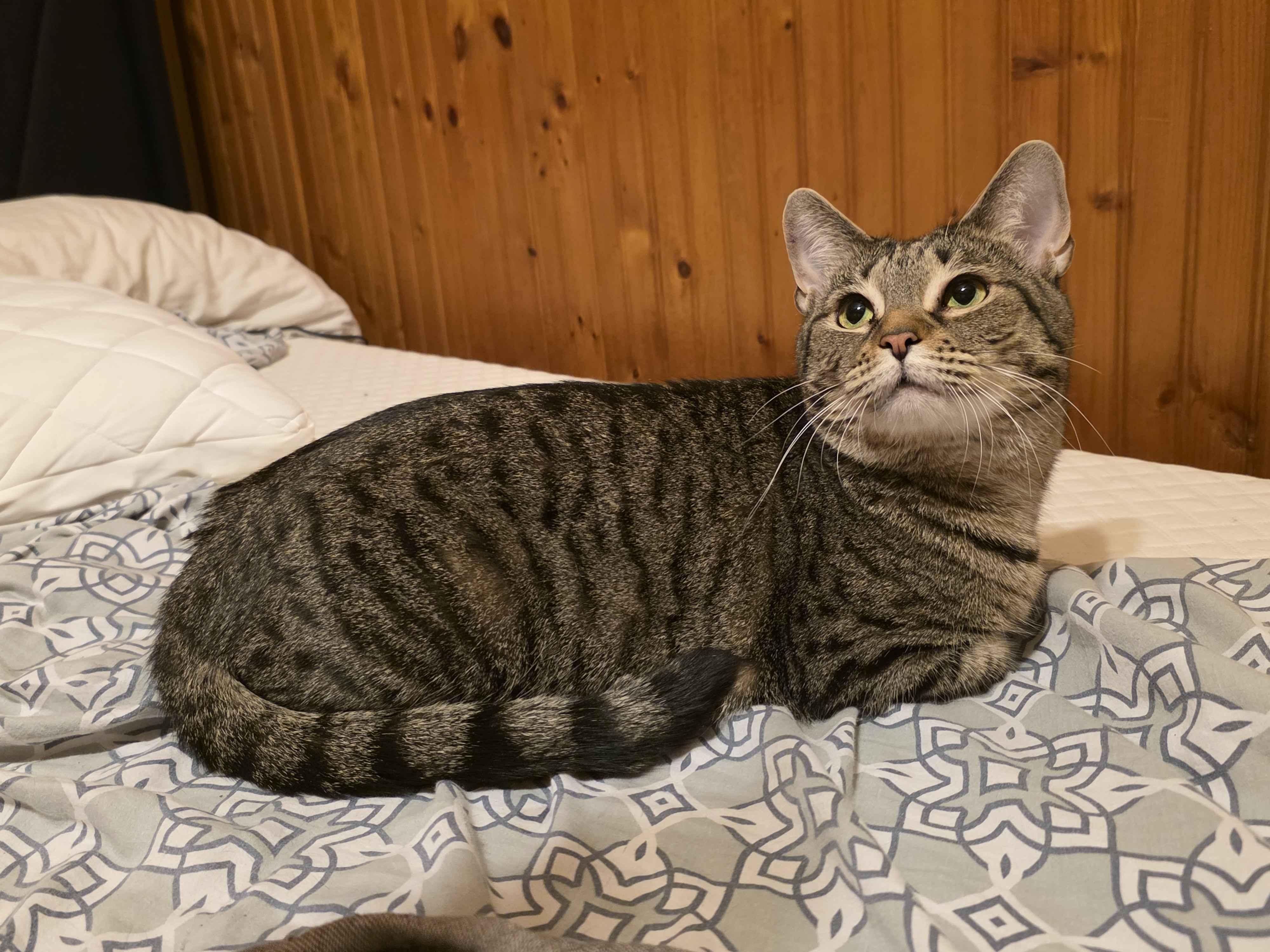 Enlarge Bellatrix, a Adoptable American Shorthair in Weehawken, NJ image 6/6