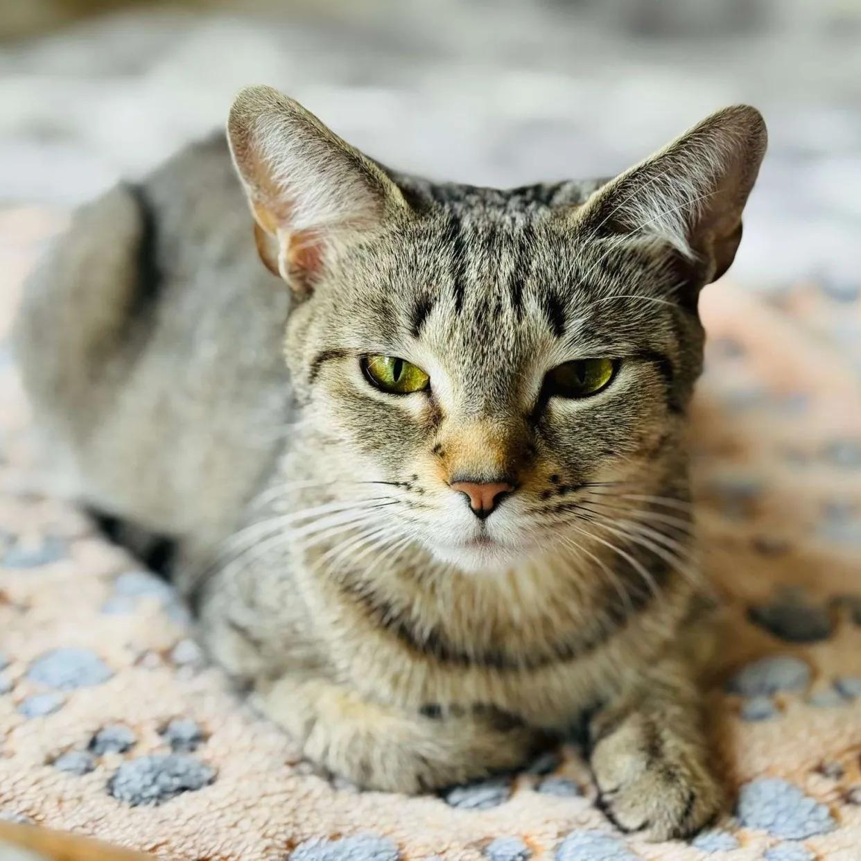 Enlarge Bellatrix, a Adoptable American Shorthair in Weehawken, NJ image 1/6