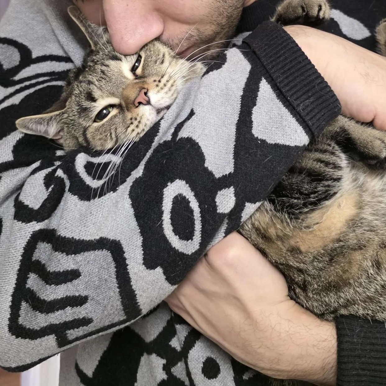 Enlarge Bellatrix, a Adoptable American Shorthair in Weehawken, NJ image 4/6