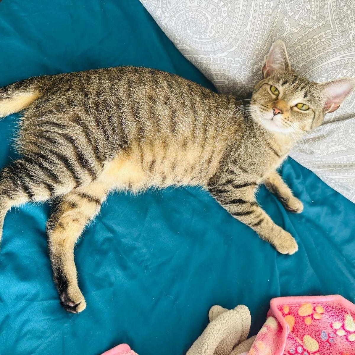 Enlarge Bellatrix, a Adoptable American Shorthair in Weehawken, NJ image 5/6