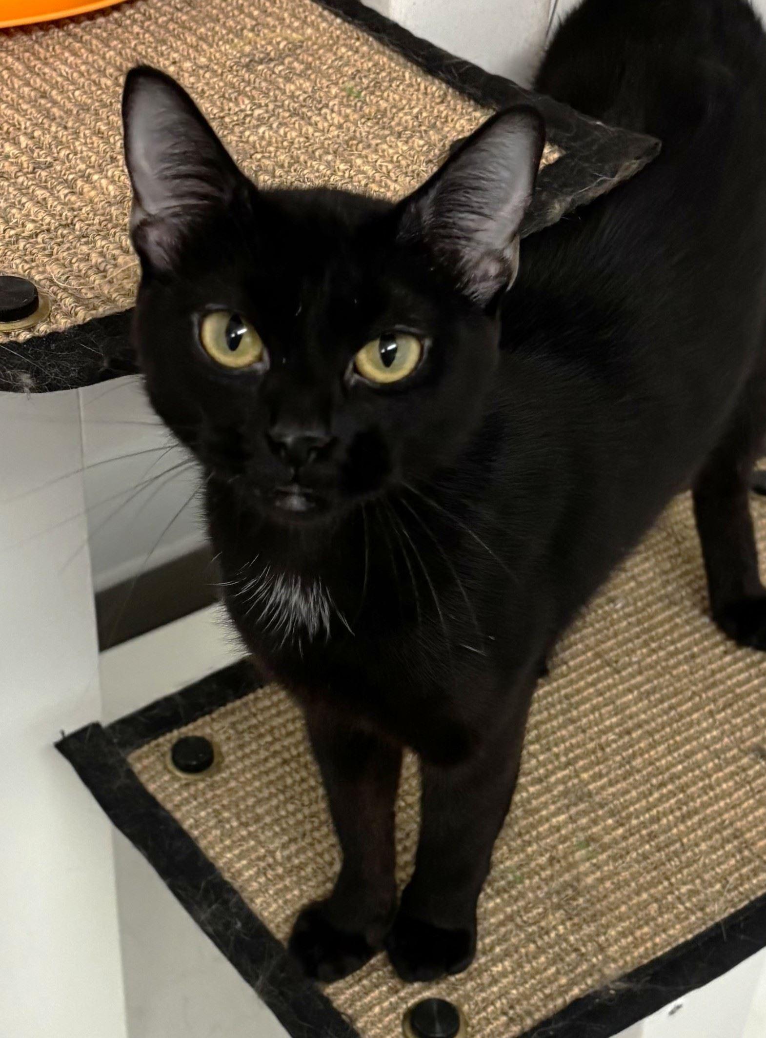 Askew, Adoptable, Young Female Domestic Short Hair.