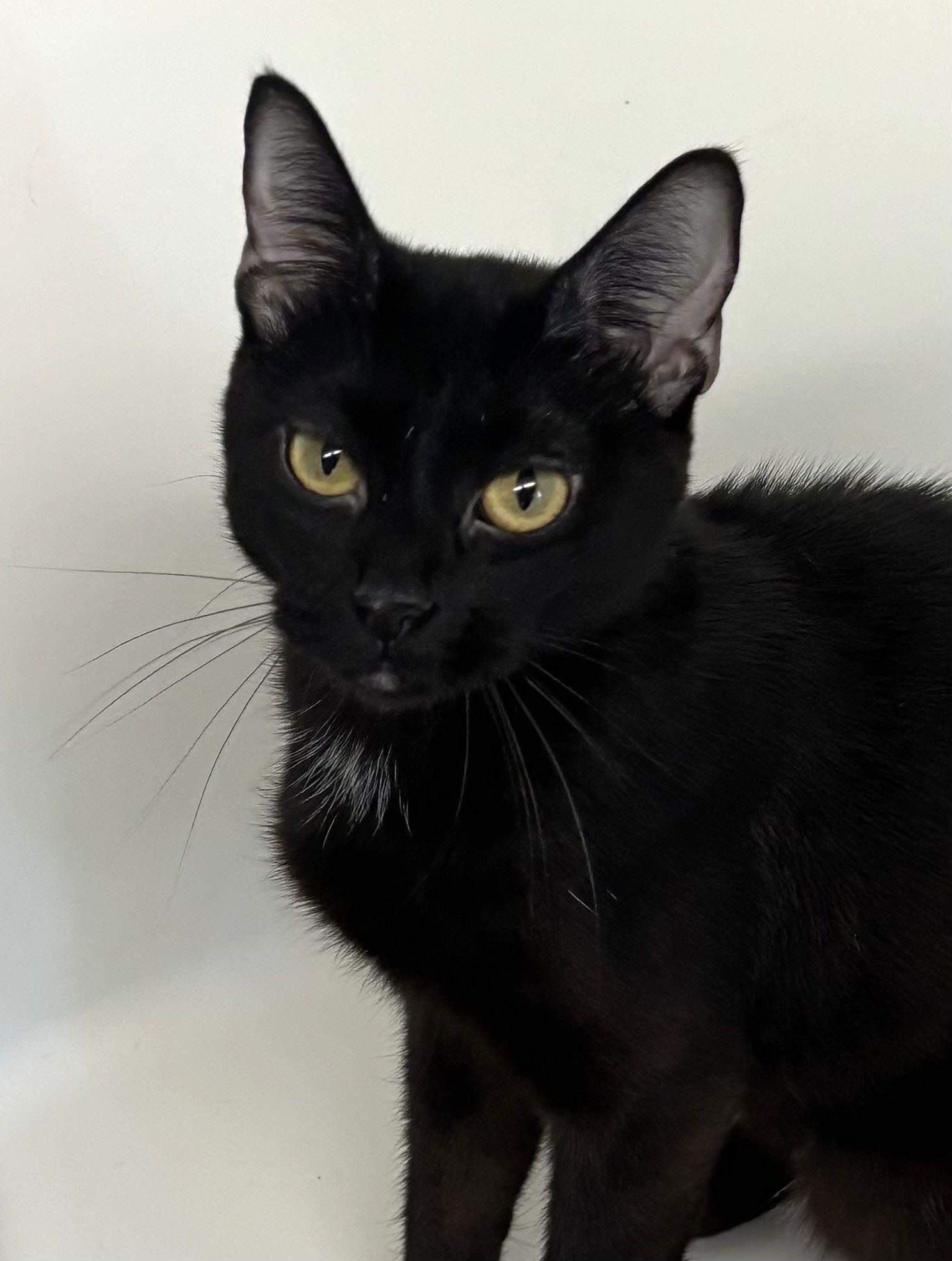 Enlarge Askew, a Adoptable Domestic Short Hair in Iowa City, IA image 2/2