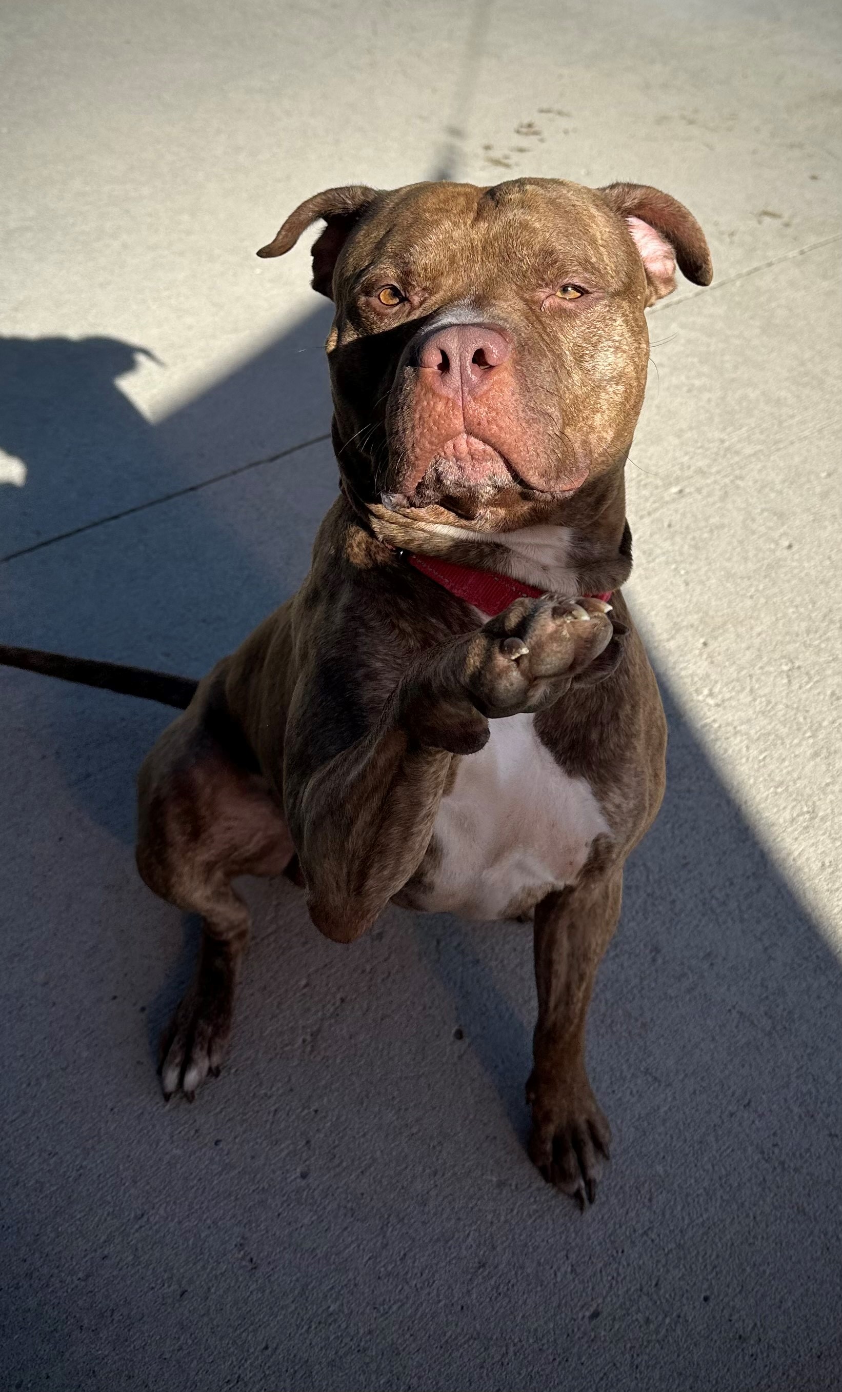 Enlarge Cash, a Adoptable American Bully in Mason City, IA image 1/2