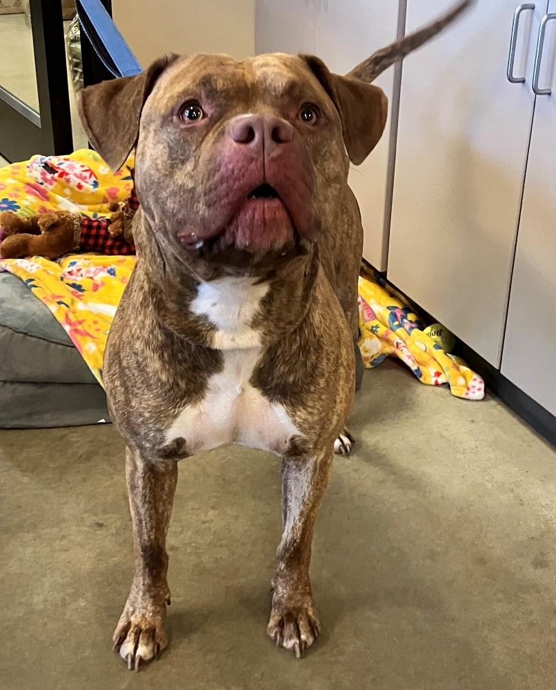 Cash, a Adoptable American Bully in Mason City, IA image 3/4