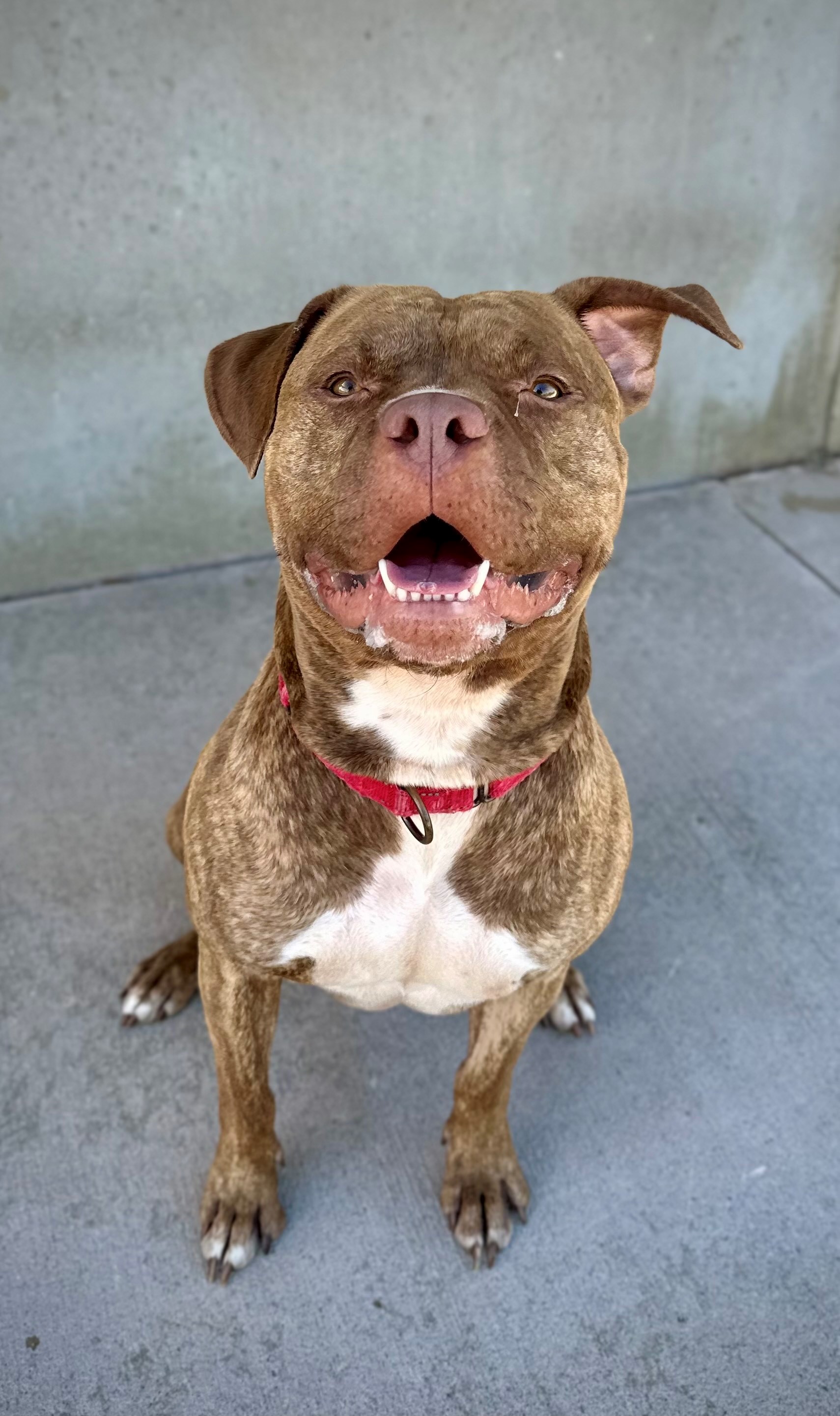 Enlarge Cash, a Adoptable American Bully in Mason City, IA image 2/2