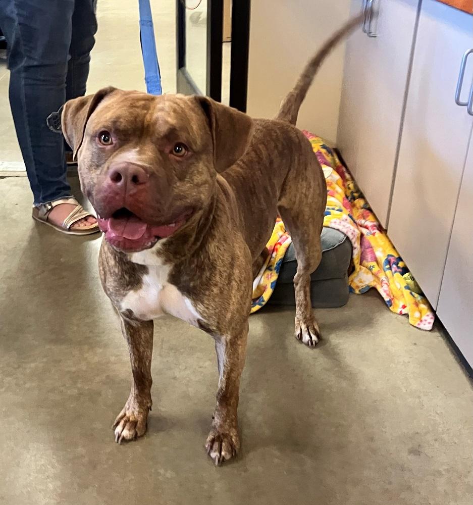 Cash, Adoptable, Adult Male American Bully.