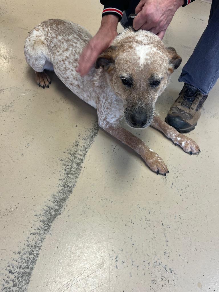 Daisy Mae, Adoptable, Adult Female Coonhound & Australian Cattle Dog / Blue Heeler.