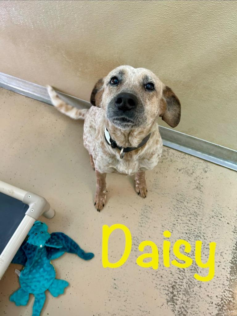 Daisy Mae, a Adoptable mixed breed in West Union, OH image 2/2