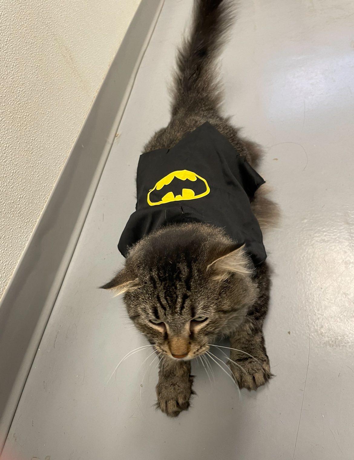 Enlarge Christian, a Adoptable Domestic Long Hair in Covington, VA image 1/2