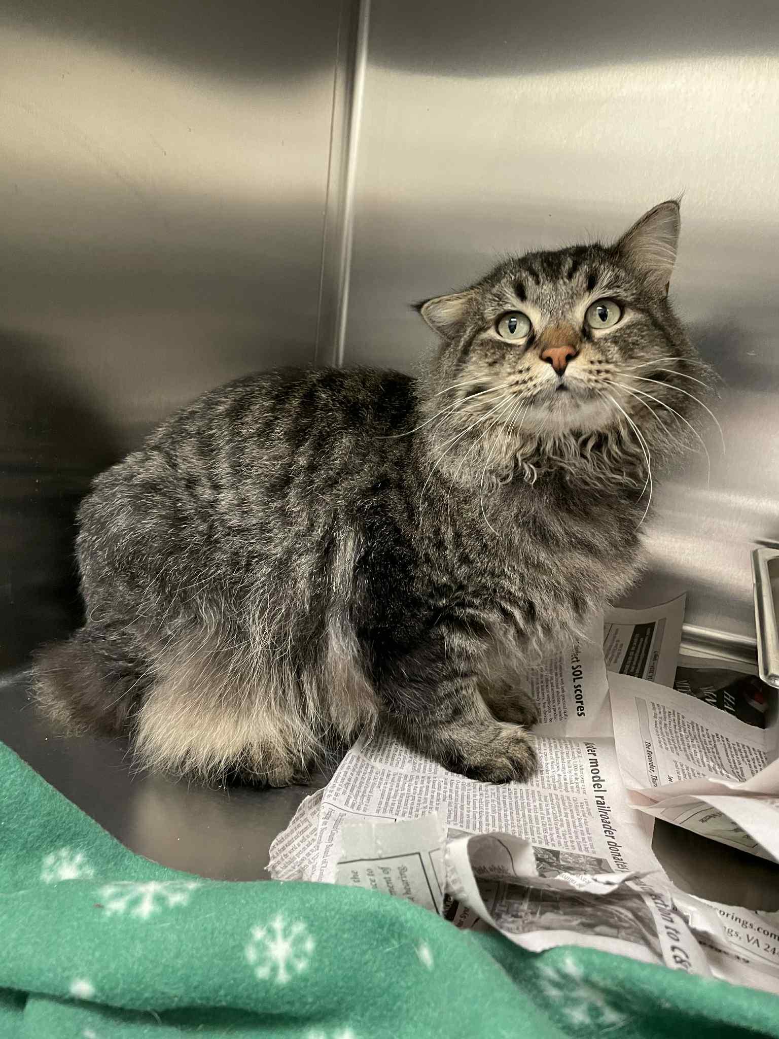 Enlarge Christian, a Adoptable Domestic Long Hair in Covington, VA image 2/2