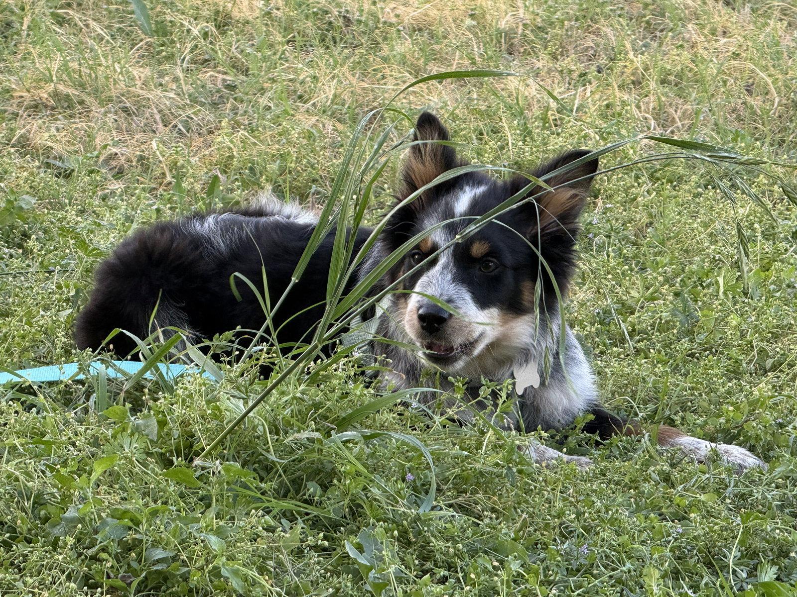 Presley, Adoptable, Puppy Female Australian Shepherd & Border Collie.