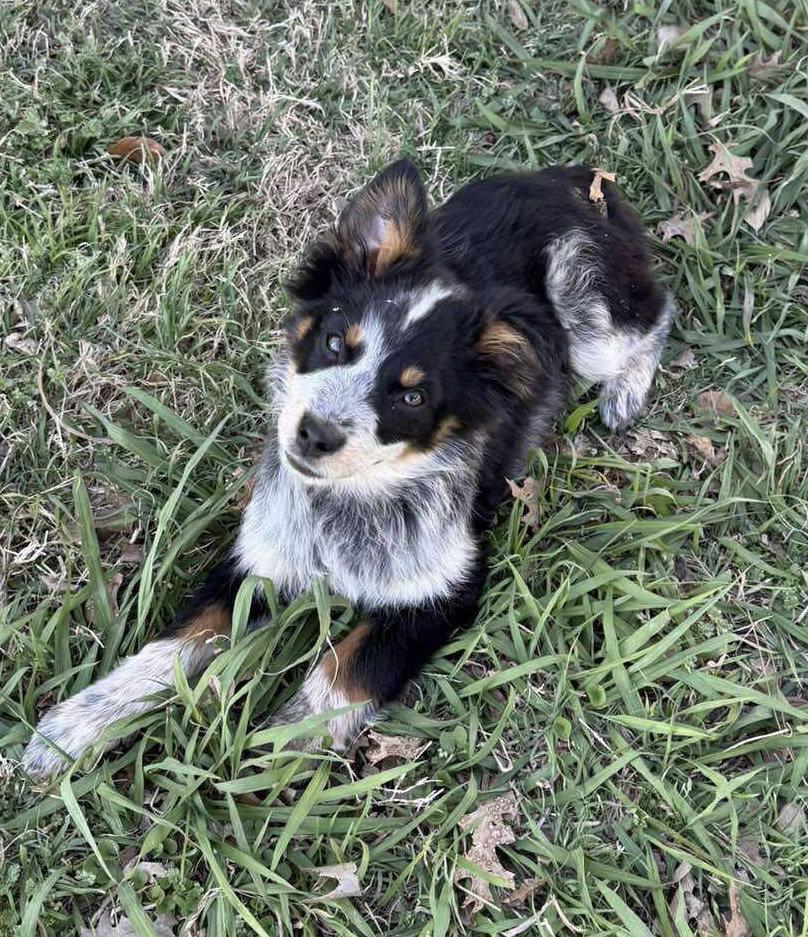 Enlarge Presley, a Adoptable mixed breed in Dallas, TX image 2/3