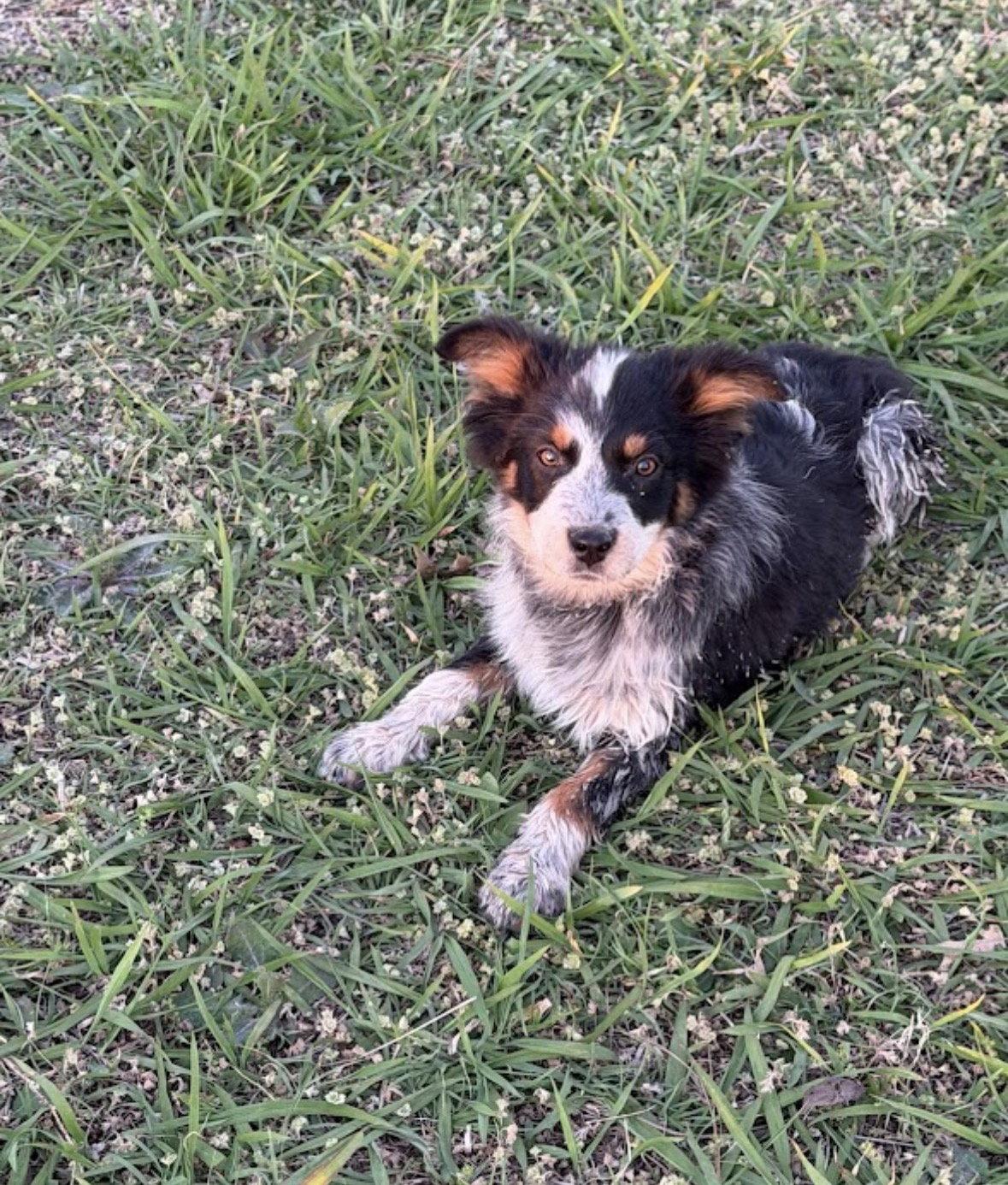 Enlarge Presley, a Adoptable mixed breed in Dallas, TX image 3/3