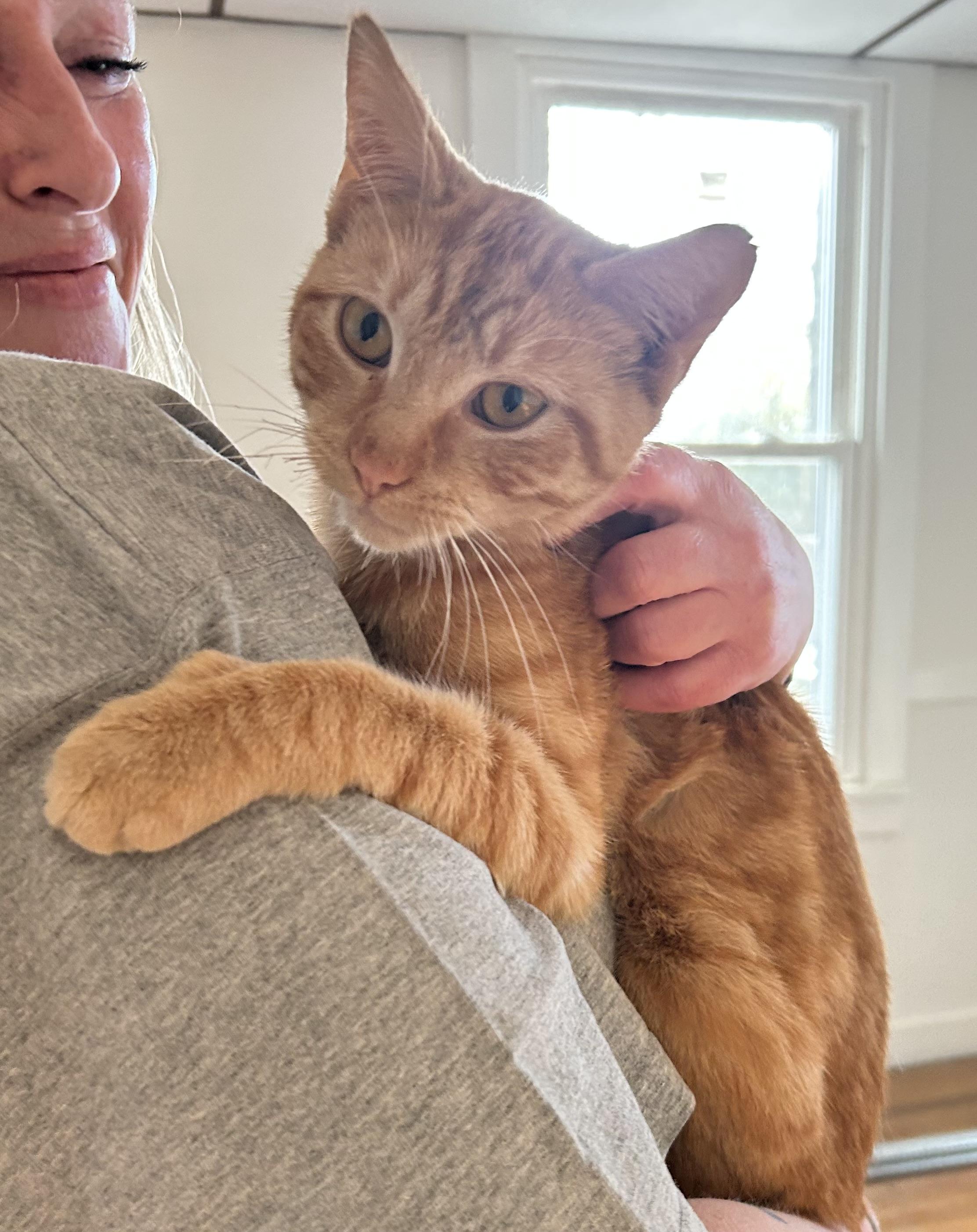 Sweetpea, Adopted, Young Male Tabby.